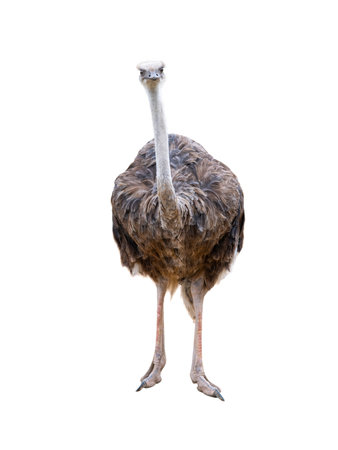 ostrich isolated on white backgroundの写真素材