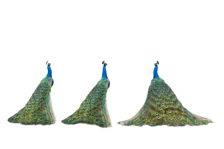 three peacock isolated on a white background