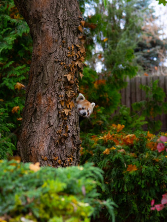 Red panda peeking out from behind a tree trunkの写真素材