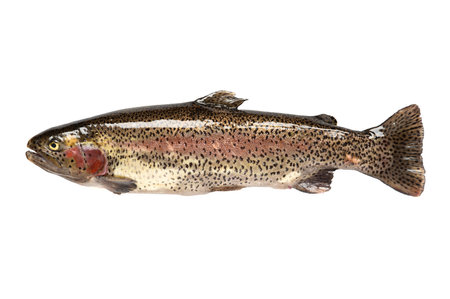Freshwater fish rainbow trout (Oncorhynchus mykiss). isolated on white backgroundの写真素材