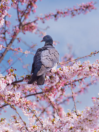 wild wood pigeon sits on cherry blossomsの写真素材