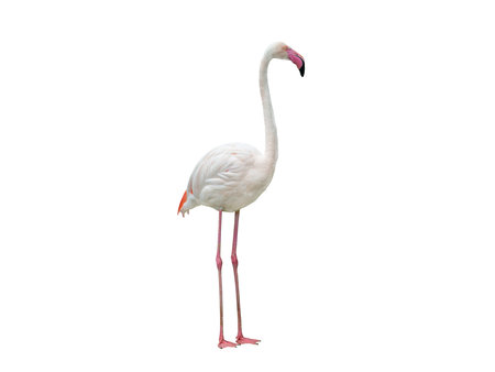 pink flamingo isolated on white backgroundの写真素材