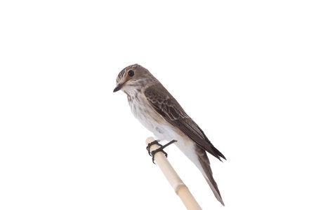 Spotted Flycatcher isolated on white backgroundの写真素材