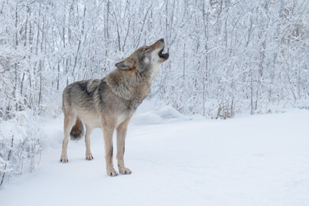 Gray howling wolf on the background of the forestの写真素材