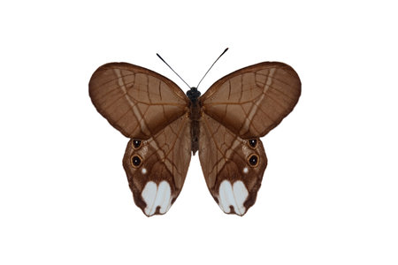 Astyoche satyr (pierella astyoche), butterfly isolated on a white backgroundの写真素材