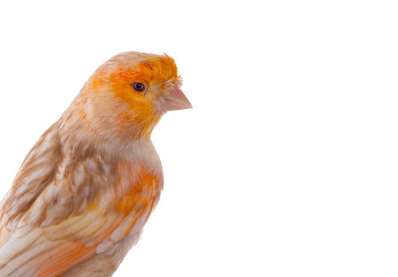 canary portrait isolated on white backgroundの写真素材
