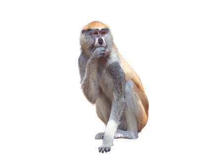 cercopithecus patas sitting isolated on white backgroundの写真素材