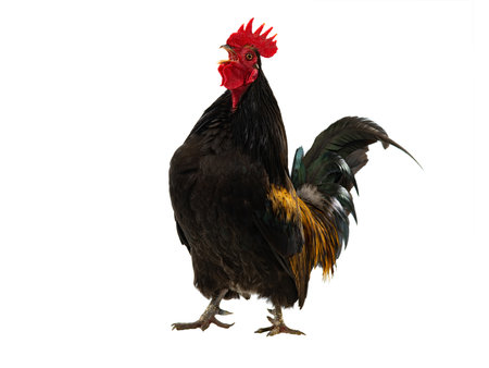 golden rooster isolated on a white backgroundの写真素材
