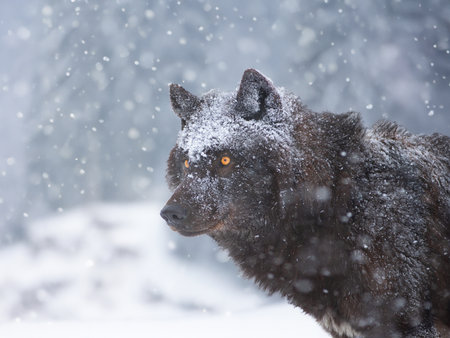 portrait of a black Canadian wolf in the forest during a snowfallの写真素材
