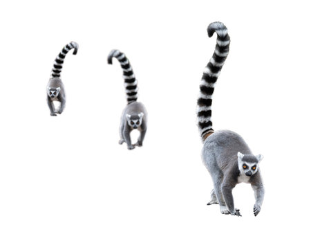 lemurs isolated on white background