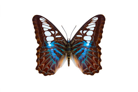 Clipper butterfly (parthenos sylvia) isolated on a white backgroundの写真素材