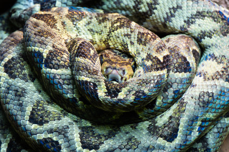 corallus hortulanus rolled into a ball