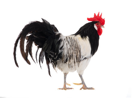 Lakenfelder rooster isolated on a white backgroundの写真素材