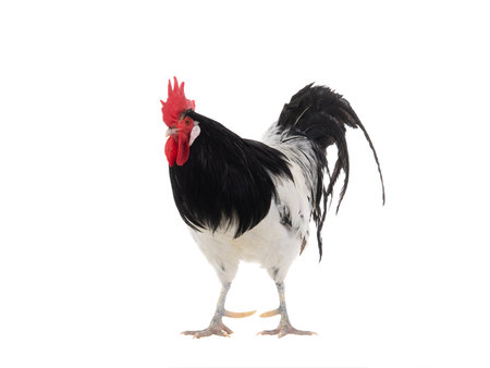 Lakenfelder rooster isolated on a white backgroundの写真素材