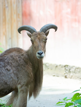 portrait aoudab in natural habitatの写真素材