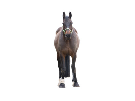 brown thoroughbred horse isolated on white background