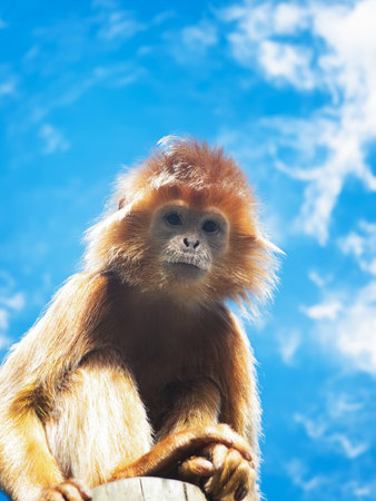 portrait Javan lutung (Trachypithecus auratus)の写真素材