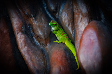 madagascar giant day gecko sits hidden in the rocksの写真素材