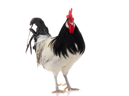 Lakenfelder rooster isolated on white backgroundの写真素材