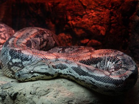 dumerils ground boa lying on a red background