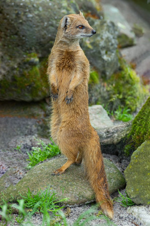 yellow mongoose on white green background