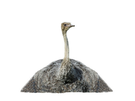 african ostrich isolated on white backgroundの写真素材