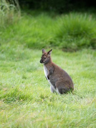 wallabies (Notamacropus rufogriseus) standing on green grass