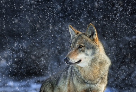 portrait of a she-wolf against the background of falling snowの写真素材