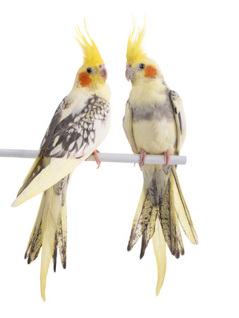 two cockatiel (Nymphicus hollandicus) parrot isolated on a white backgroundの写真素材
