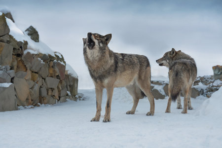 howling gray wolves on the background of stonesの写真素材