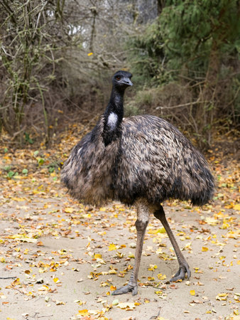 emu ostrich against the background of an autumn forestの写真素材