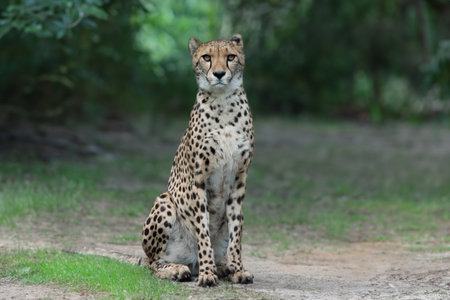 sitting cheetah sitting on the background of the forestの写真素材