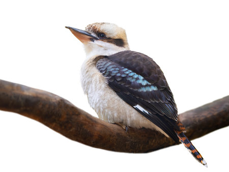 laughing kookaburra sitting on a tree branch isolated on white backgroundの写真素材