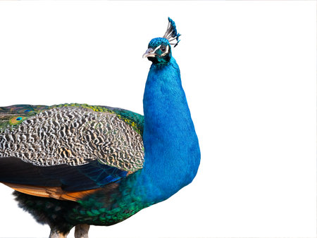 Indian peacock portrait isolated on white backgroundの写真素材