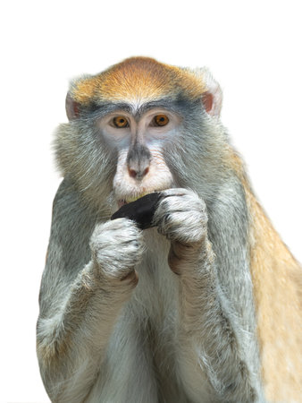 portrait cercopithecus patas isolated on white background