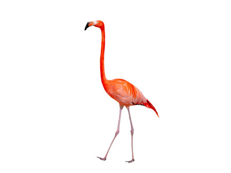 red flamingo isolated on white backgroundの写真素材