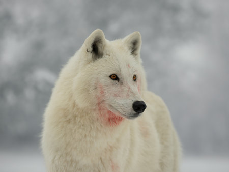 portrait of a white wolf on a gray backgroundの写真素材