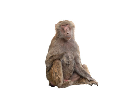 sitting baboon isolated on white backgroundの写真素材