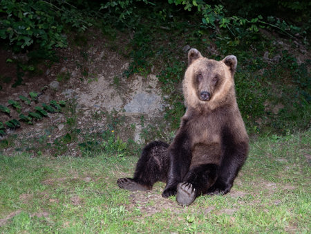 brown bear on the background of the forestの写真素材