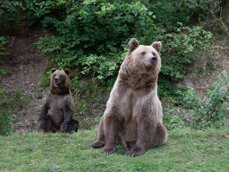 two brown bears on the background of the forestの写真素材
