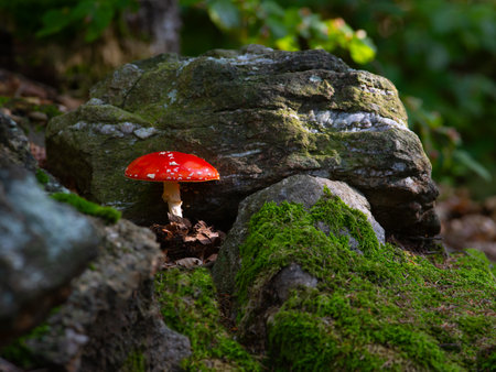 red fly agaric in the forest in the grassの写真素材