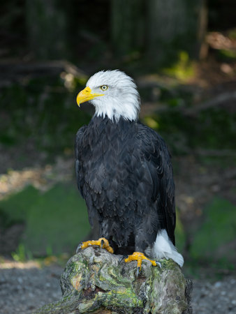 American eagle sitting on a tree stump in the background of the forestの写真素材