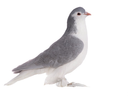 lahore pigeon isolated on white backgroundの写真素材