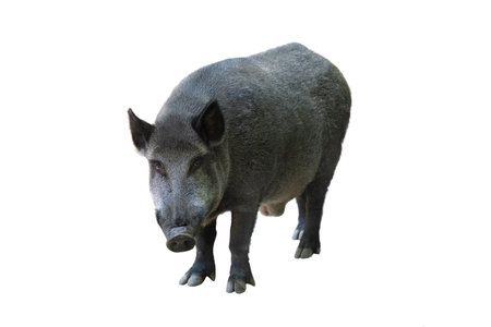 wild boar isolated on white backgroundの写真素材