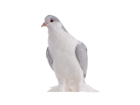 lahore pigeon isolated on white backgroundの写真素材
