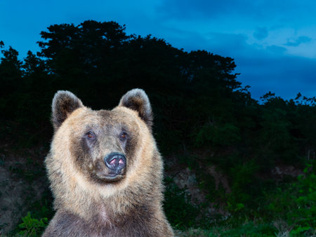 portrait of a brown bear on the background of the forest in the eveningの写真素材
