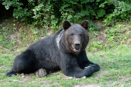 wary black bear on the background of the forestの写真素材