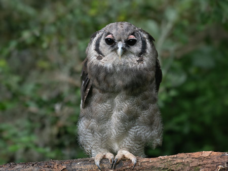 bubo lacteus sitting in background of the forestの写真素材