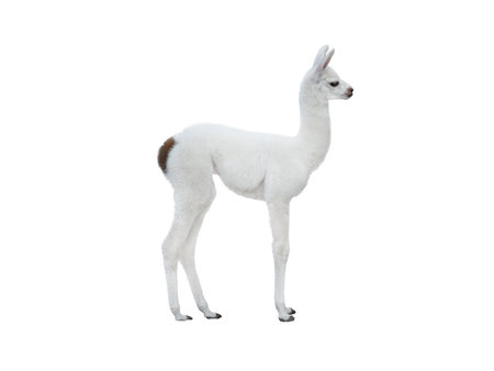 little llama isolated on white backgroundの写真素材