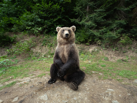 brown bear on the background of the forest